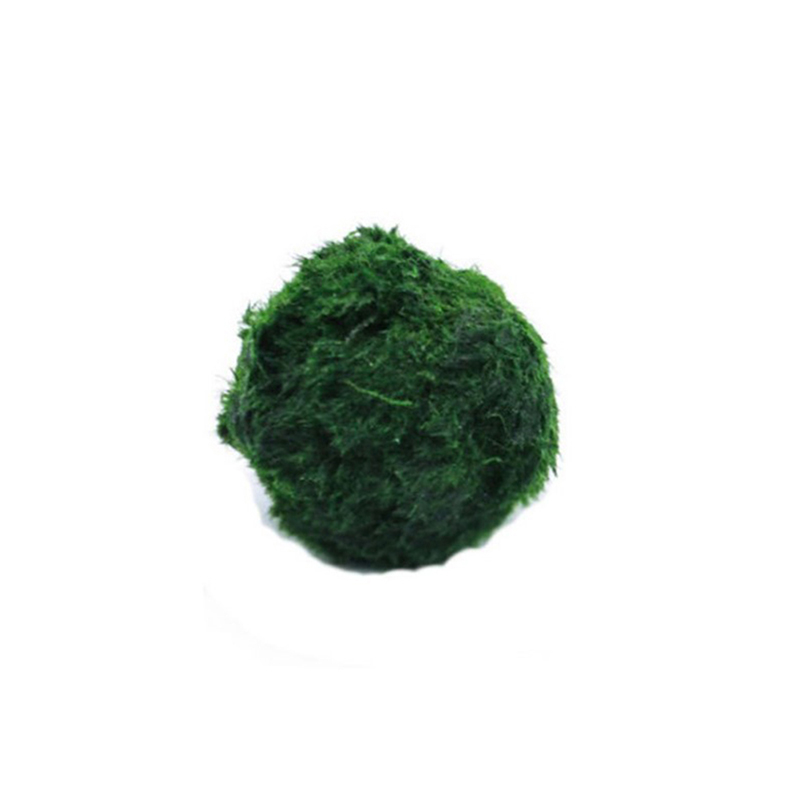 Aquarium Fish Ball - Marimo Mos Ballen Live Aquarium Plant