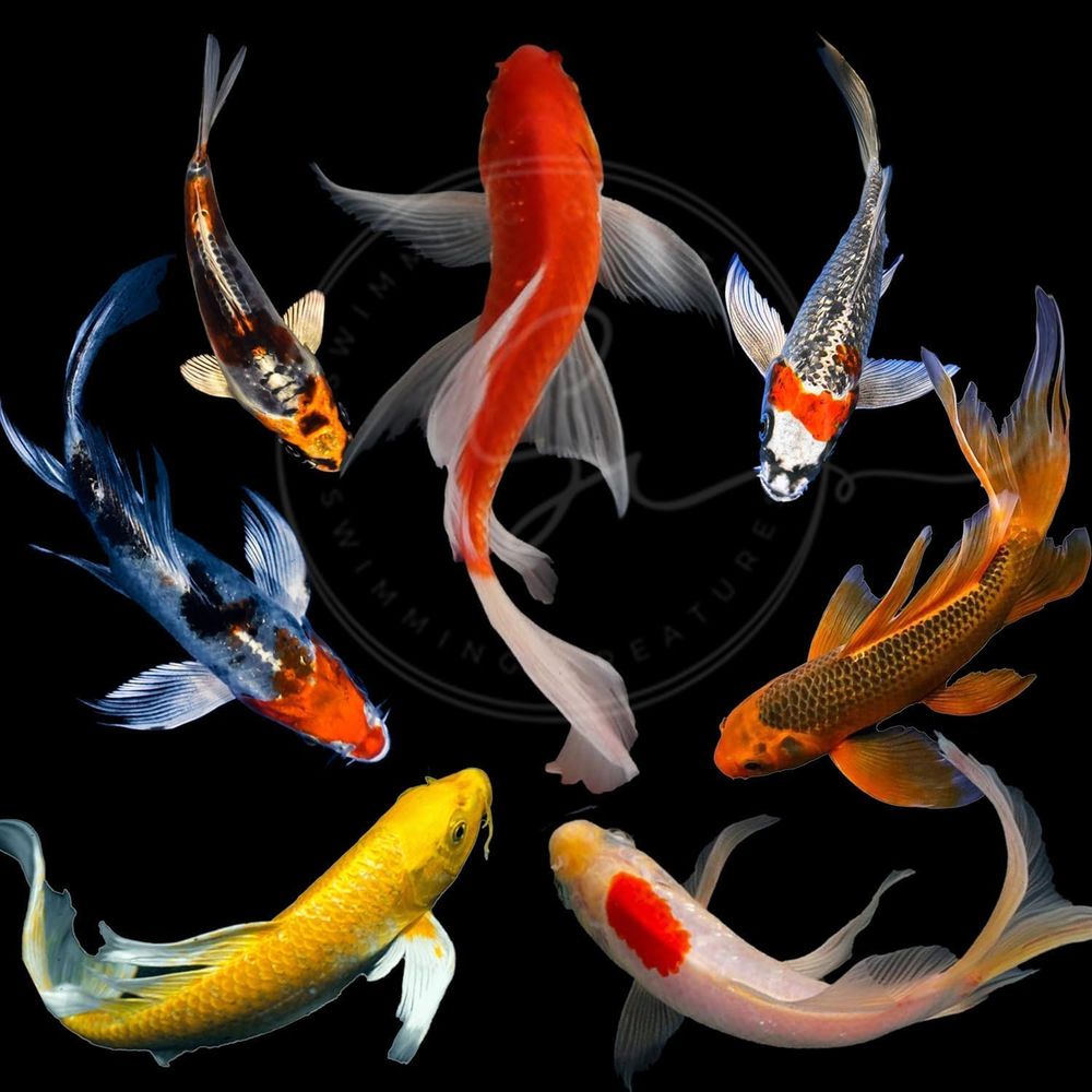 Diverse kleuren levende Koi vi - Aquarium Fish Koi recensie en prijs