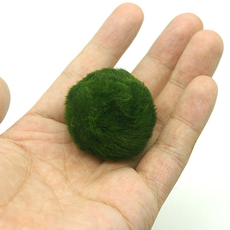 Marimo Mos Ballen Live Aquariu - Aquarium Fish Ball recensie en prijs