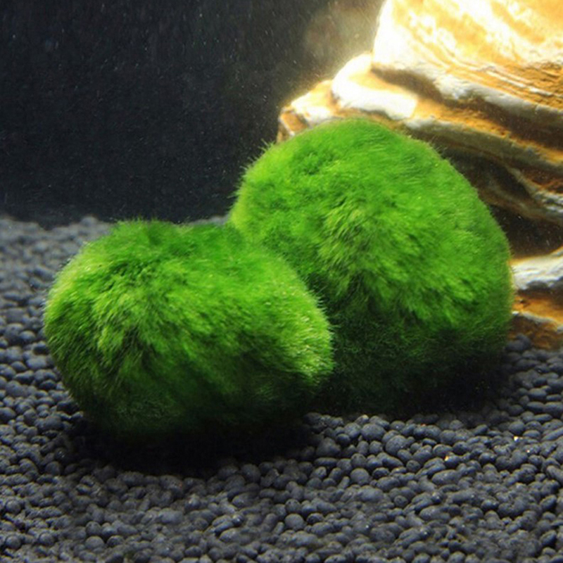 Marimo Mos Ballen Live Aquariu - Aquarium Fish Ball recensie en prijs